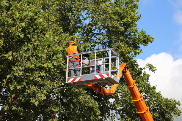 Professional  Tree Services in Kemp Mill, MD