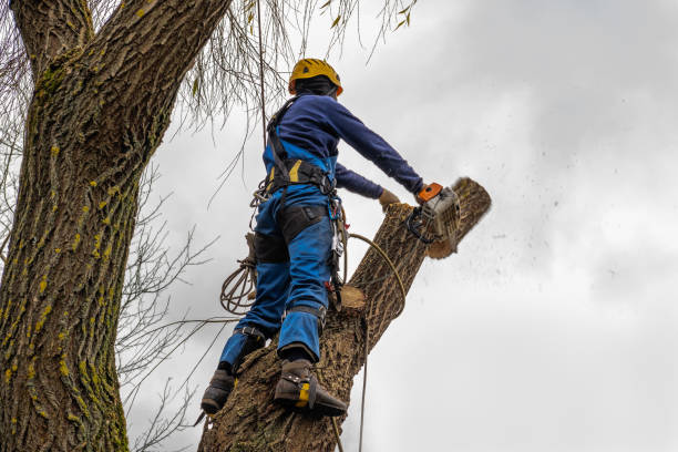 Why Choose Our Tree Removal Services in Kemp Mill, MD?